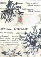 ACEO: "taken for a corolla"