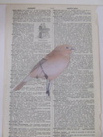 dictionary collage no.6