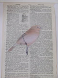 dictionary collage no.6