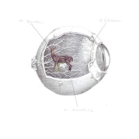 radio ocularia print | eye