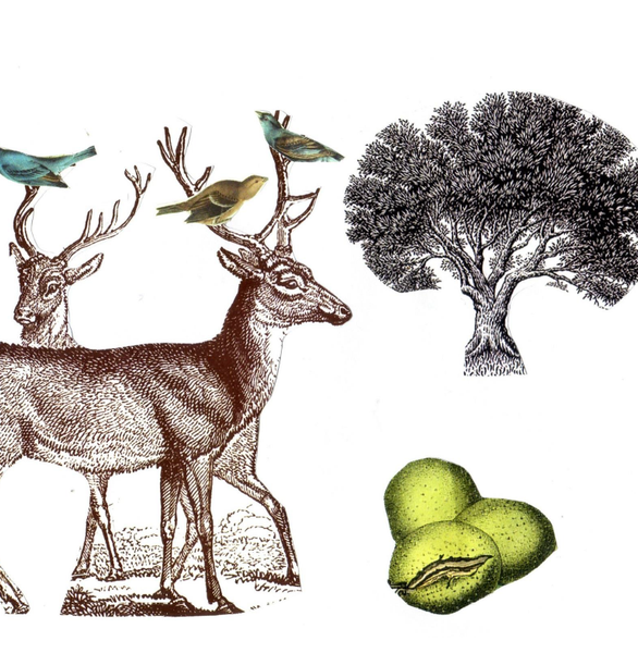 strange seed collage print: deers & birds